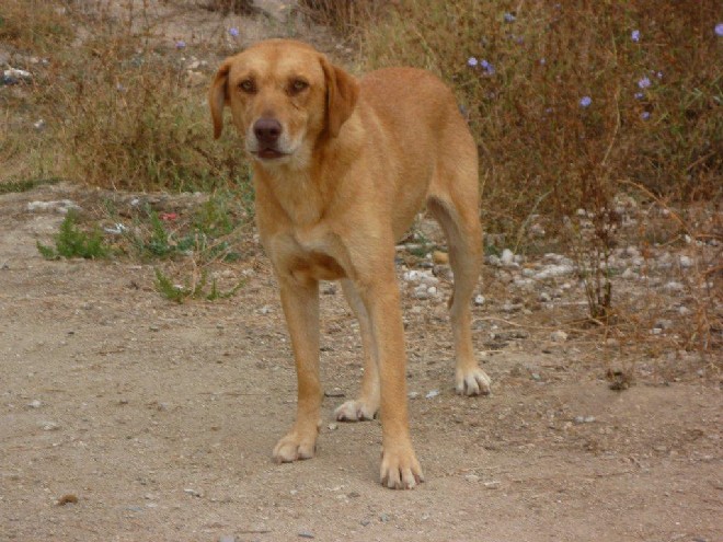 5 Tage mit Foteini - Eindrücke einer Reise World of Strays Straßenhunde Griechenland