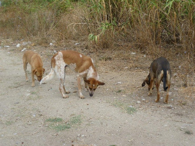 5 Tage mit Foteini - Eindrücke einer Reise World of Strays Straßenhunde Griechenland