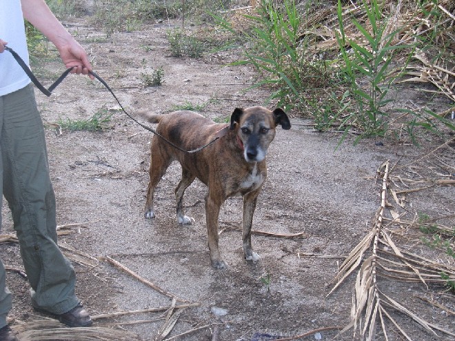 5 Tage mit Foteini - Eindrücke einer Reise World of Strays Straßenhunde Griechenland