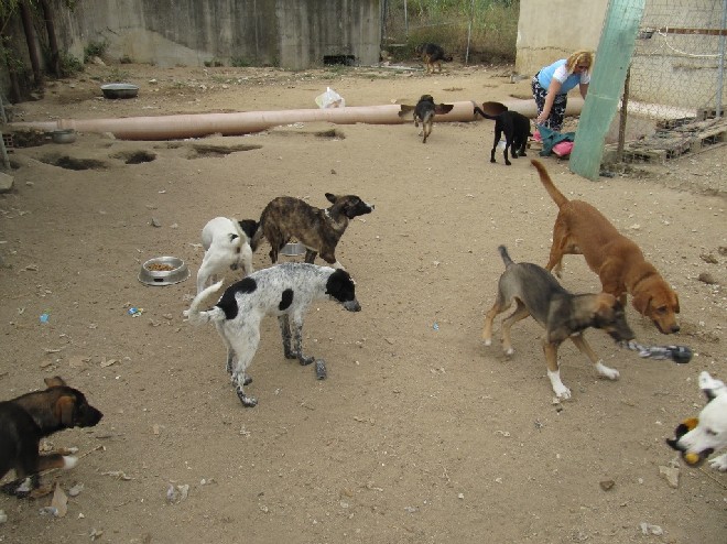 5 Tage mit Foteini - Eindrücke einer Reise World of Strays Straßenhunde Griechenland