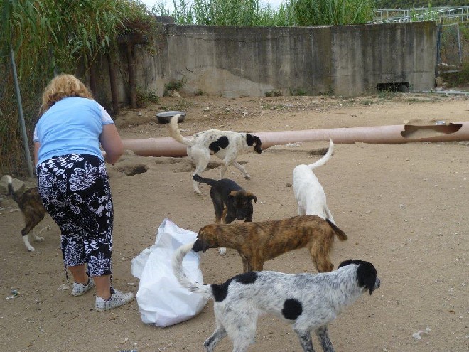 5 Tage mit Foteini - Eindrücke einer Reise World of Strays Straßenhunde Griechenland