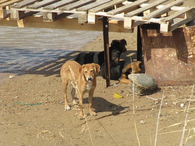 5 Tage mit Foteini - Eindrücke einer Reise World of Strays Straßenhunde Griechenland