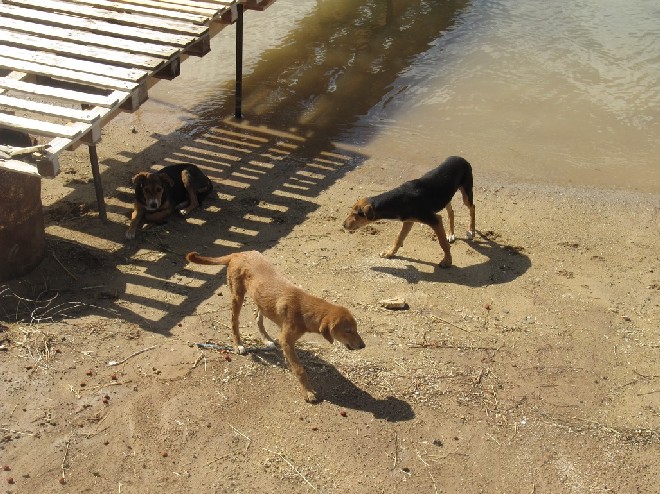5 Tage mit Foteini - Eindrücke einer Reise World of Strays Straßenhunde Griechenland