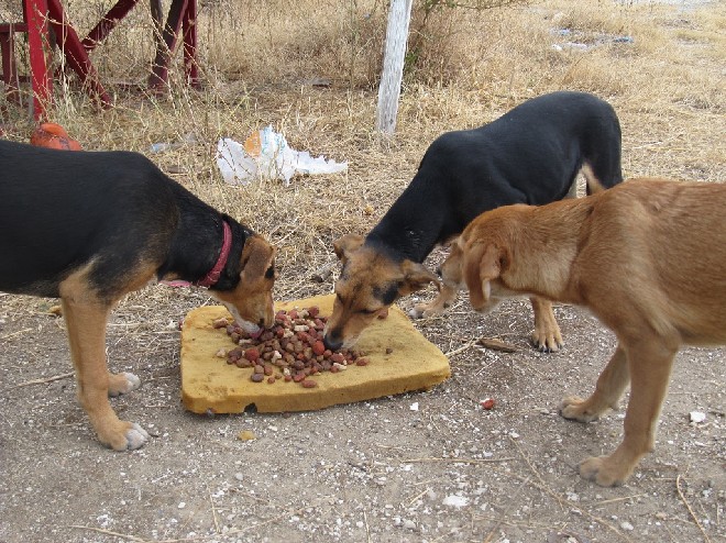 5 Tage mit Foteini - Eindrücke einer Reise World of Strays Straßenhunde Griechenland