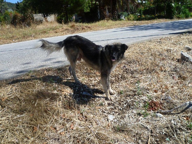 5 Tage mit Foteini - Eindrücke einer Reise World of Strays Straßenhunde Griechenland