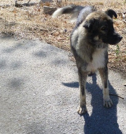 5 Tage mit Foteini - Eindrücke einer Reise World of Strays Straßenhunde Griechenland