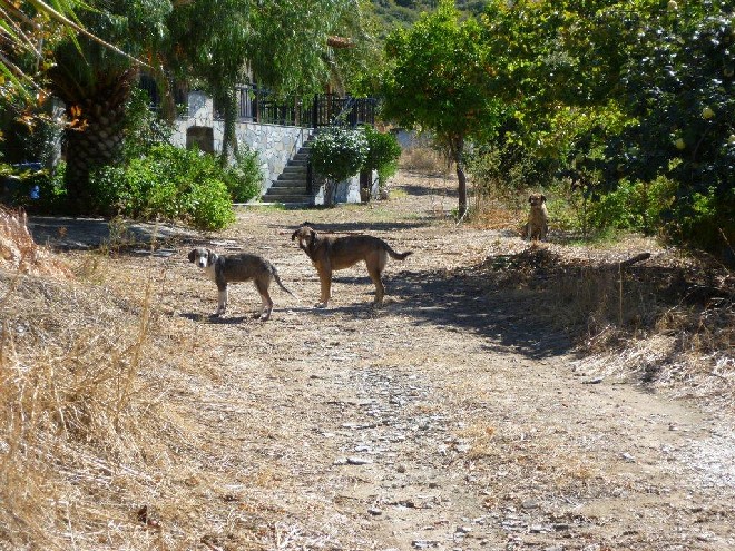 5 Tage mit Foteini - Eindrücke einer Reise World of Strays Straßenhunde Griechenland