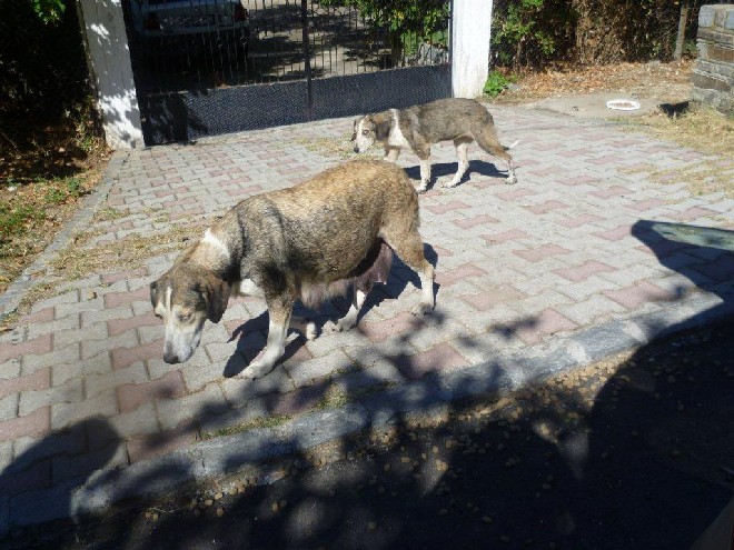 5 Tage mit Foteini - Eindrücke einer Reise World of Strays Straßenhunde Griechenland