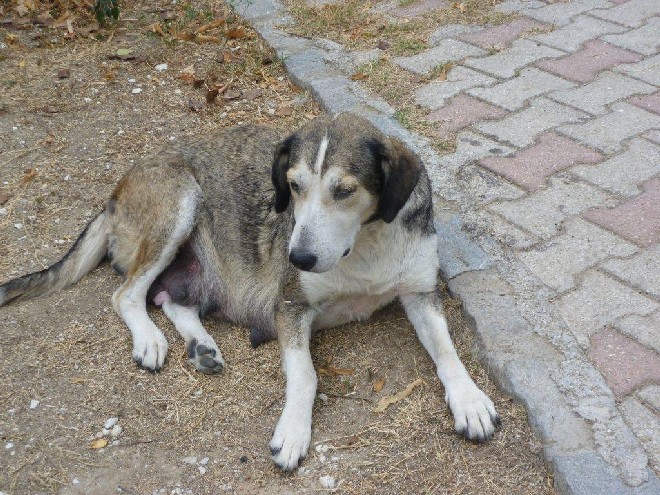 5 Tage mit Foteini - Eindrücke einer Reise World of Strays Straßenhunde Griechenland