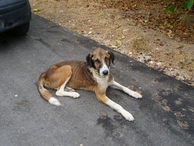 5 Tage mit Foteini - Eindrücke einer Reise World of Strays Straßenhunde Griechenland