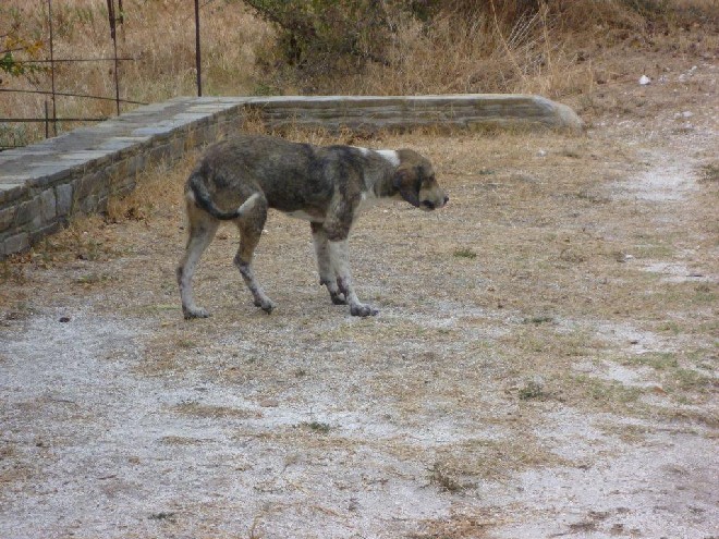 5 Tage mit Foteini - Eindrücke einer Reise World of Strays Straßenhunde Griechenland
