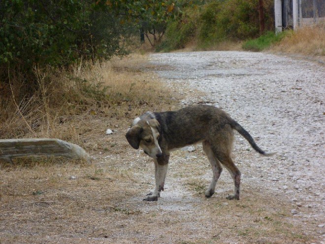 5 Tage mit Foteini - Eindrücke einer Reise World of Strays Straßenhunde Griechenland