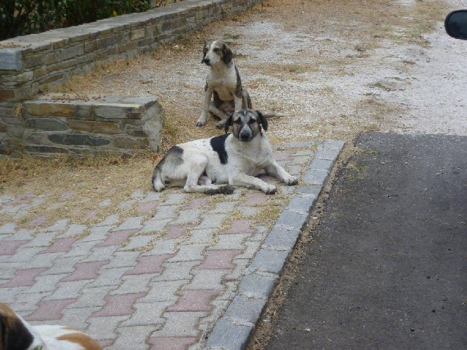 5 Tage mit Foteini - Eindrücke einer Reise World of Strays Straßenhunde Griechenland