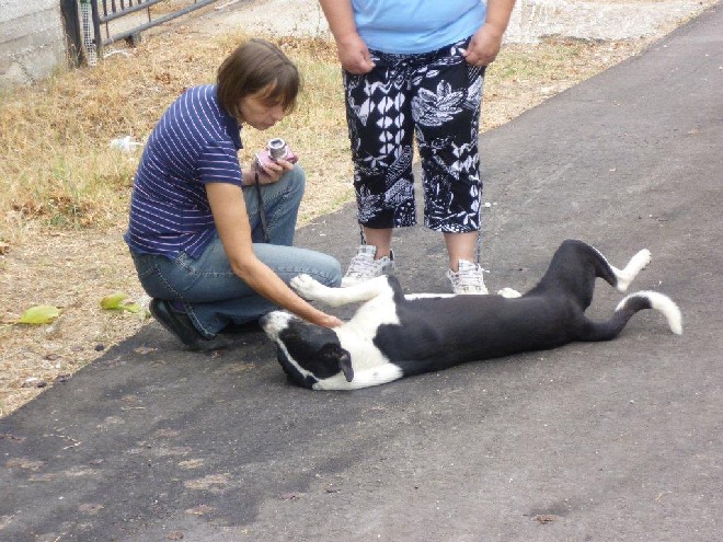5 Tage mit Foteini - Eindrücke einer Reise World of Strays Straßenhunde Griechenland
