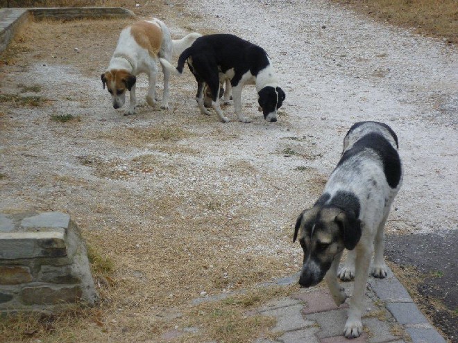 5 Tage mit Foteini - Eindrücke einer Reise World of Strays Straßenhunde Griechenland
