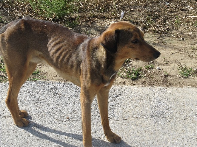 5 Tage mit Foteini - Eindrücke einer Reise World of Strays Straßenhunde Griechenland