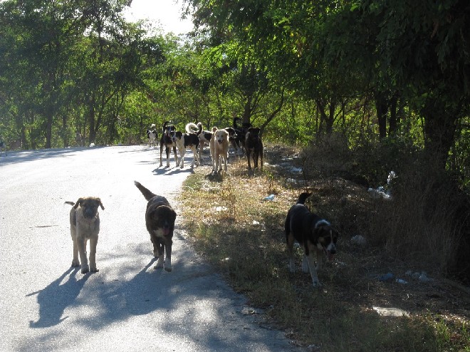 5 Tage mit Foteini - Eindrücke einer Reise World of Strays Straßenhunde Griechenland