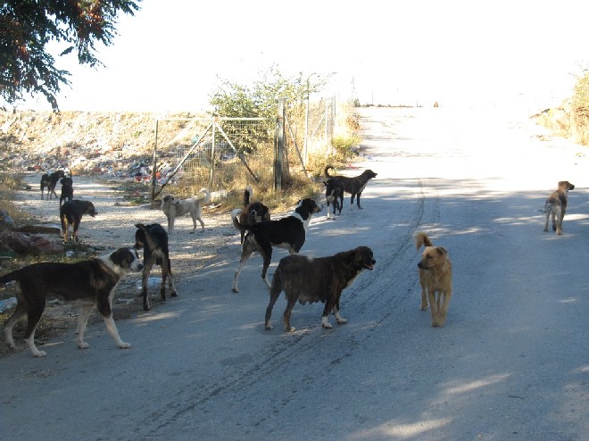 5 Tage mit Foteini - Eindrücke einer Reise World of Strays Straßenhunde Griechenland