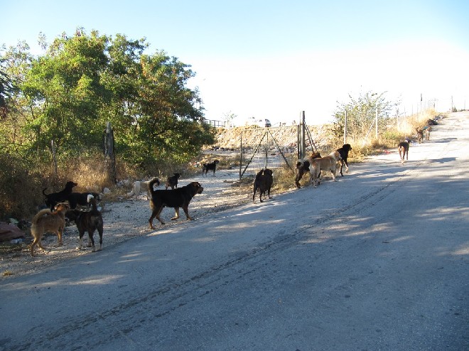 5 Tage mit Foteini - Eindrücke einer Reise World of Strays Straßenhunde Griechenland
