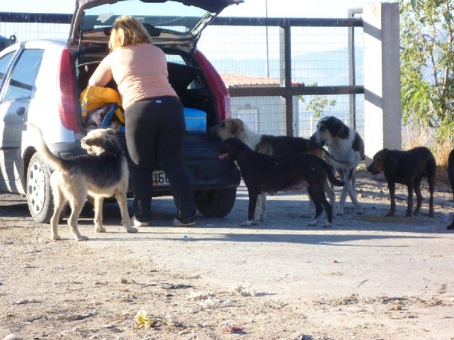 5 Tage mit Foteini - Eindrücke einer Reise World of Strays Straßenhunde Griechenland