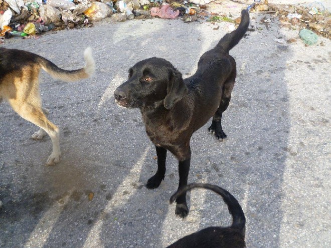 5 Tage mit Foteini - Eindrücke einer Reise World of Strays Straßenhunde Griechenland