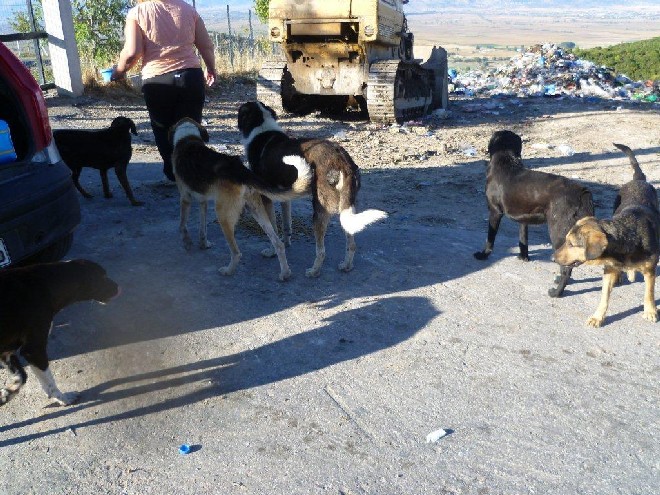 5 Tage mit Foteini - Eindrücke einer Reise World of Strays Straßenhunde Griechenland
