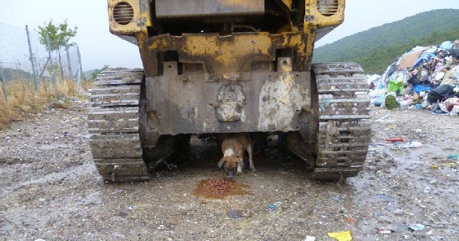 5 Tage mit Foteini - Eindrücke einer Reise World of Strays Straßenhunde Griechenland