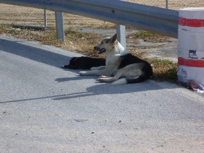 5 Tage mit Foteini - Eindrücke einer Reise World of Strays Straßenhunde Griechenland