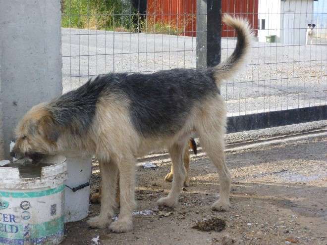 5 Tage mit Foteini - Eindrücke einer Reise World of Strays Straßenhunde Griechenland