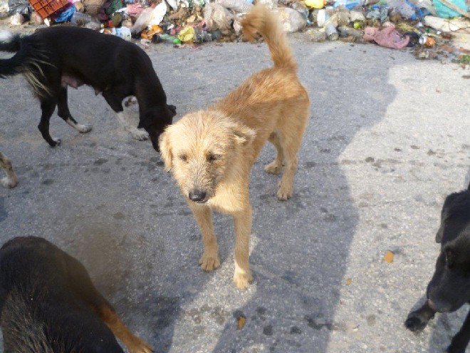 5 Tage mit Foteini - Eindrücke einer Reise World of Strays Straßenhunde Griechenland