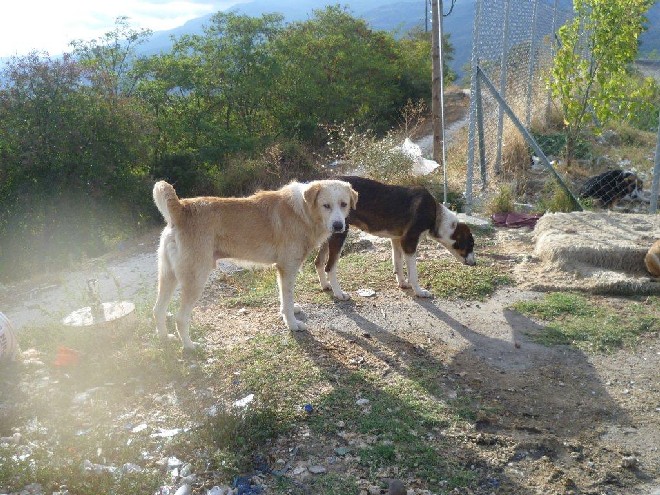 5 Tage mit Foteini - Eindrücke einer Reise World of Strays Straßenhunde Griechenland