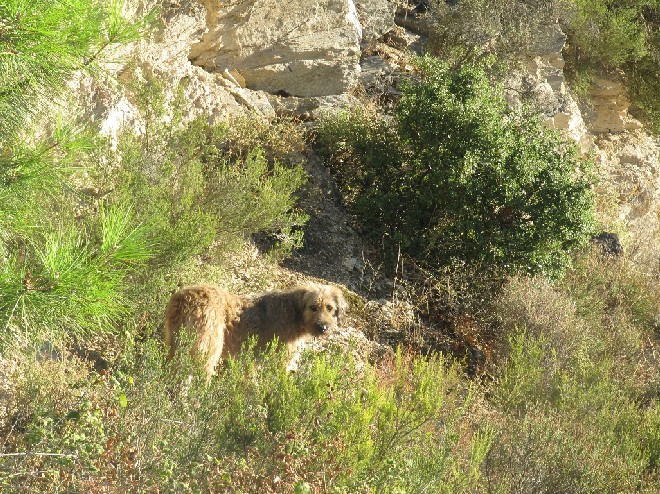 5 Tage mit Foteini - Eindrücke einer Reise World of Strays Straßenhunde Griechenland
