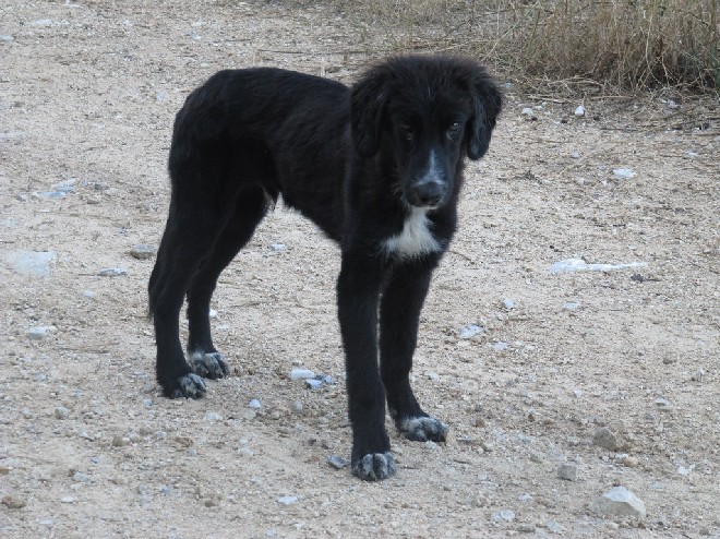 5 Tage mit Foteini - Eindrücke einer Reise World of Strays Straßenhunde Griechenland
