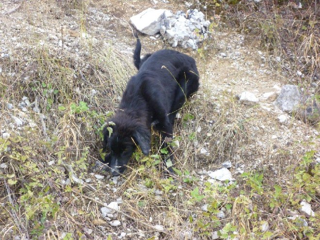 5 Tage mit Foteini - Eindrücke einer Reise World of Strays Straßenhunde Griechenland