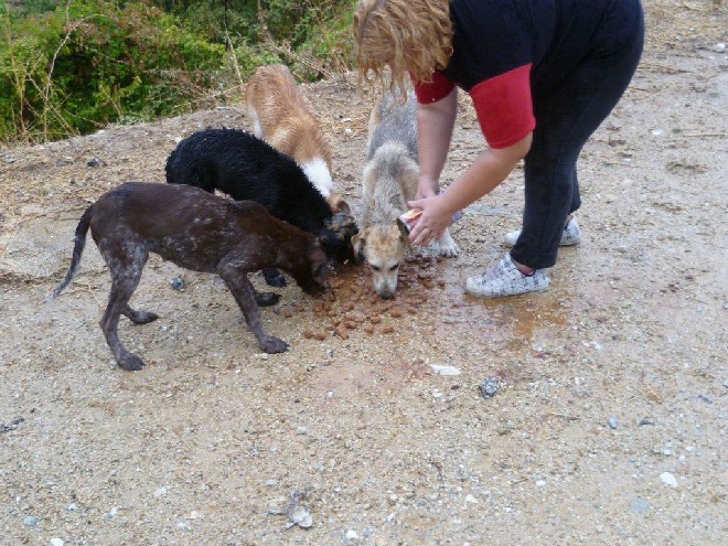5 Tage mit Foteini - Eindrücke einer Reise World of Strays Straßenhunde Griechenland
