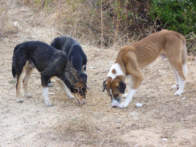 5 Tage mit Foteini - Eindrücke einer Reise World of Strays Straßenhunde Griechenland