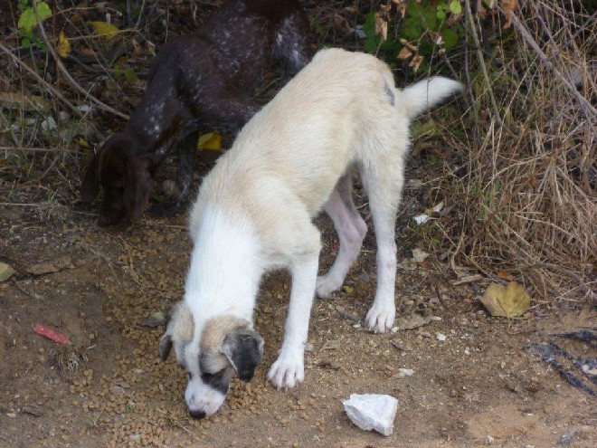 5 Tage mit Foteini - Eindrücke einer Reise World of Strays Straßenhunde Griechenland