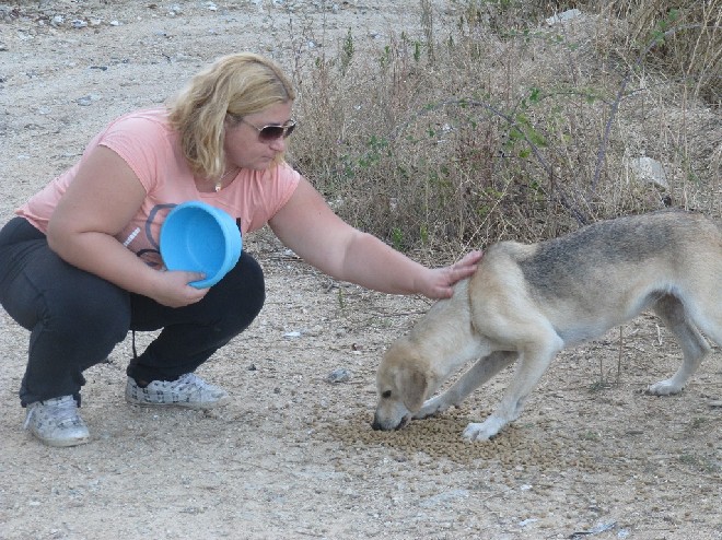 5 Tage mit Foteini - Eindrücke einer Reise World of Strays Straßenhunde Griechenland