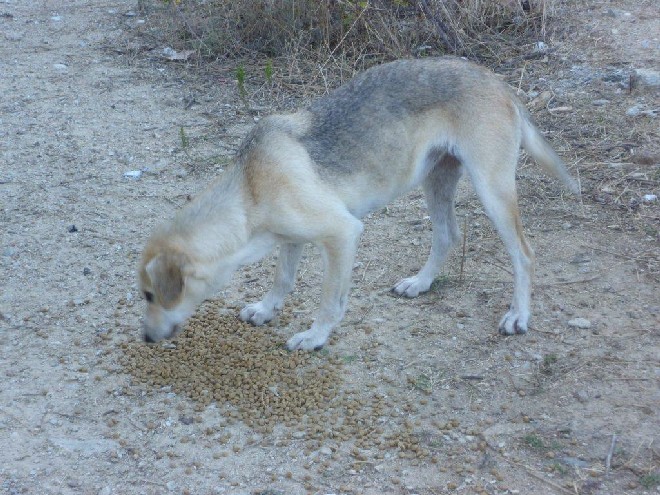5 Tage mit Foteini - Eindrücke einer Reise World of Strays Straßenhunde Griechenland