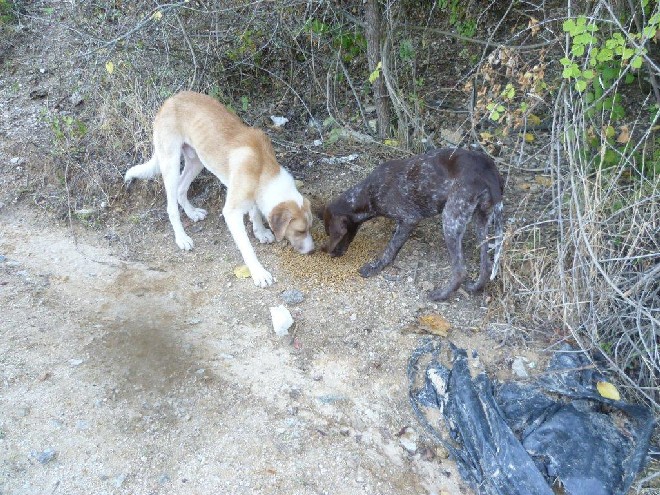 5 Tage mit Foteini - Eindrücke einer Reise World of Strays Straßenhunde Griechenland