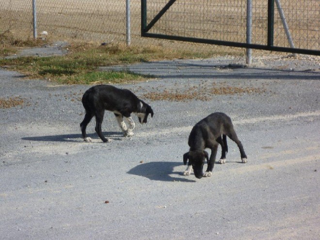 5 Tage mit Foteini - Eindrücke einer Reise World of Strays Straßenhunde Griechenland