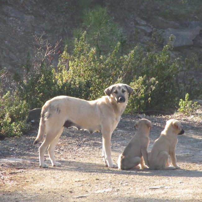 Türkei Straßenhunde Report Kitmir e.V. World of Strays
