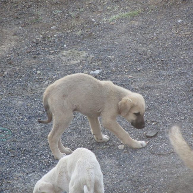 Türkei Straßenhunde Report Kitmir e.V. World of Strays