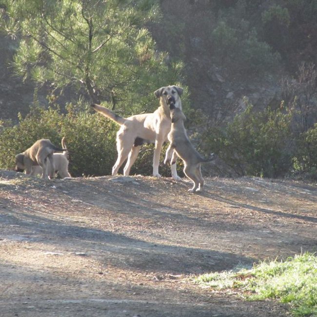 Türkei Straßenhunde Report Kitmir e.V. World of Strays