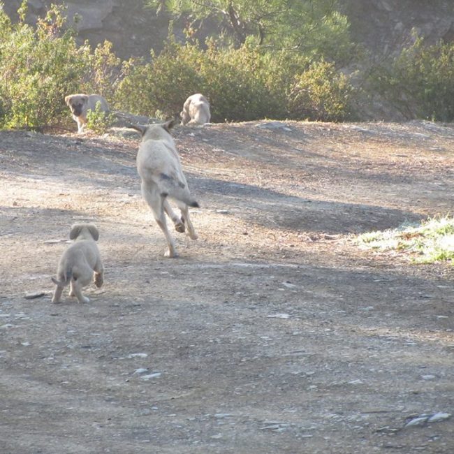Türkei Straßenhunde Report Kitmir e.V. World of Strays