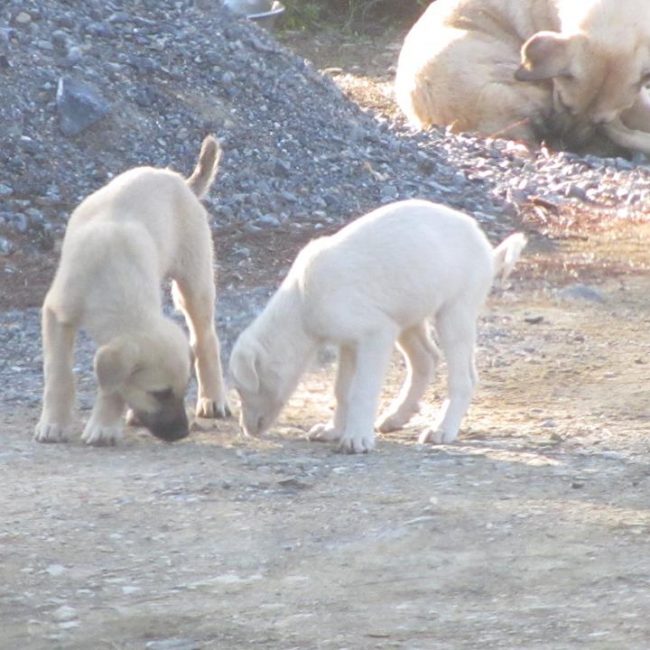 Türkei Straßenhunde Report Kitmir e.V. World of Strays