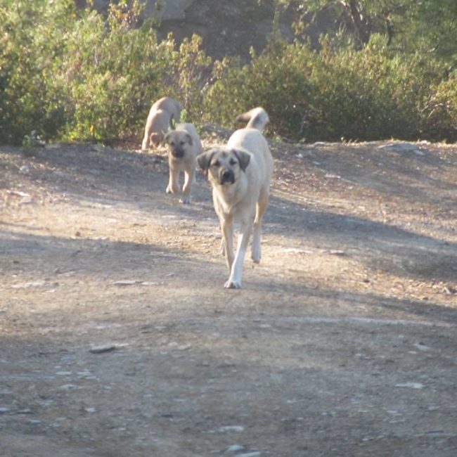 Türkei Straßenhunde Report Kitmir e.V. World of Strays