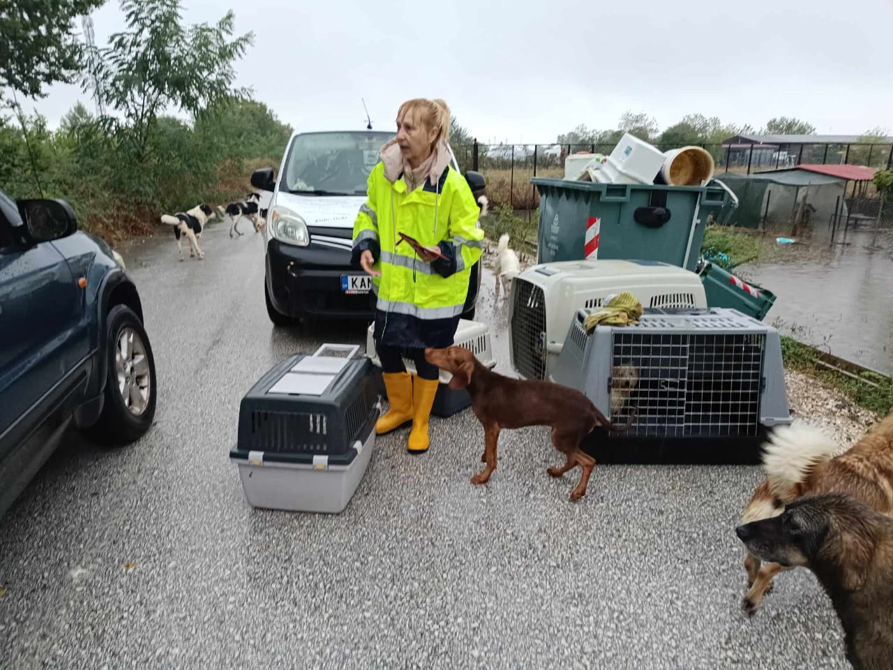 Tiere in Not Griechenland eV Flutkatastrophe Karditsa 2023 World of Strays Straßenhunde