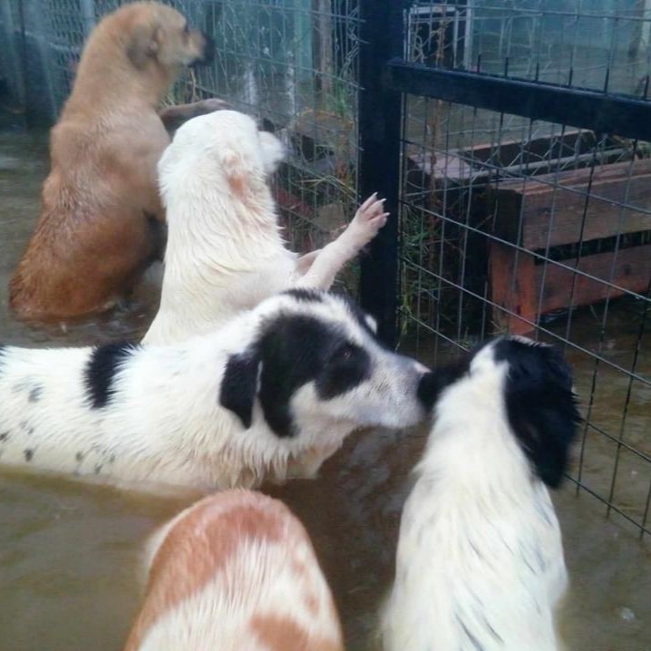 Tiere in Not Griechenland eV Flutkatastrophe Karditsa 2023 World of Strays Straßenhunde