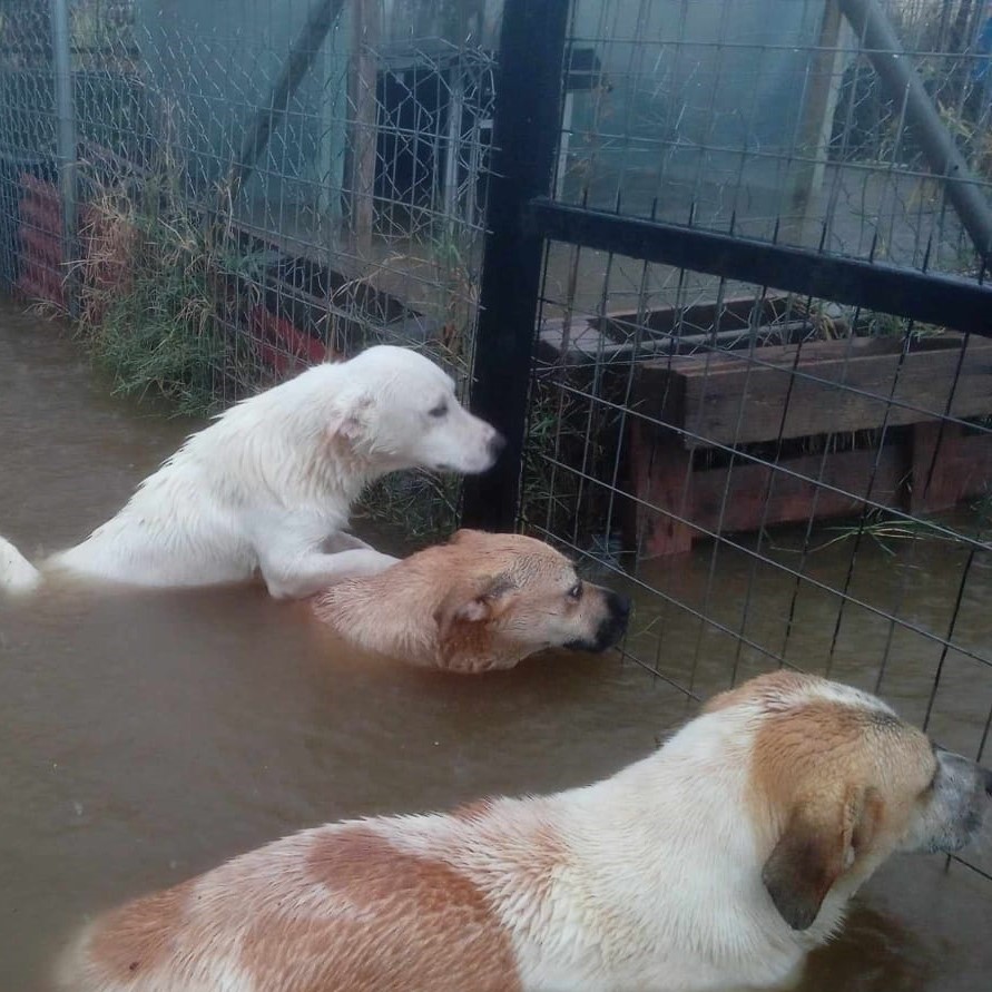 Tiere in Not Griechenland eV Flutkatastrophe Karditsa 2023 World of Strays Straßenhunde